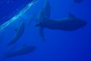 2008年夏 北島列島サリガン島ツアー開催!!
